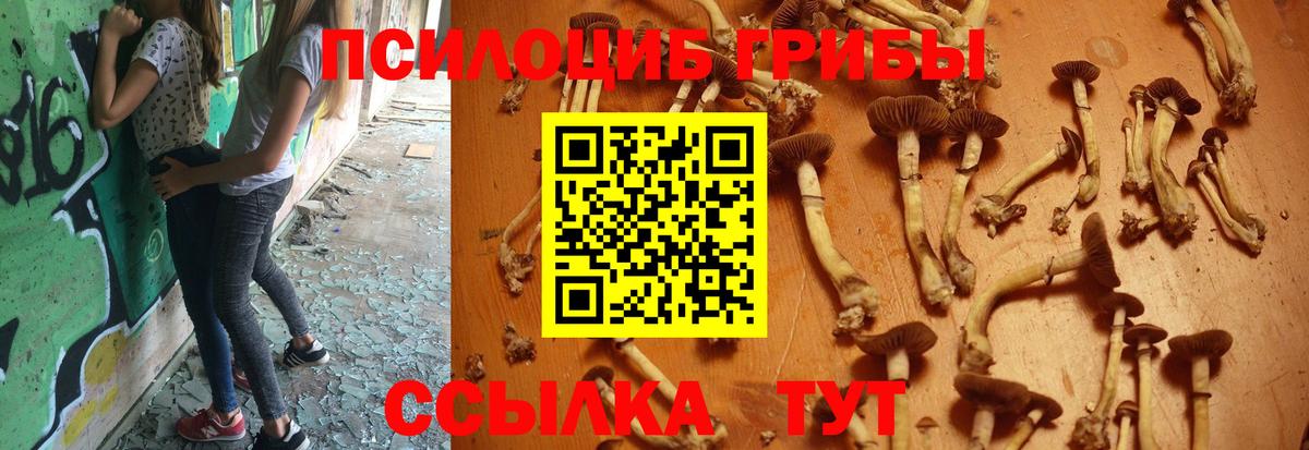 как найти   Псилоцибиновые грибы GOLDEN TEACHER  Вход с VPN  Котельники 
